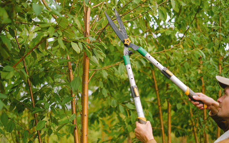 Tree trimming in Deer Creek, IL