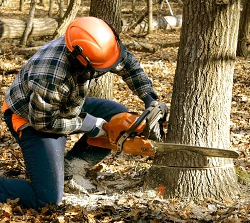 Tree Removal in Deer Creek, IL